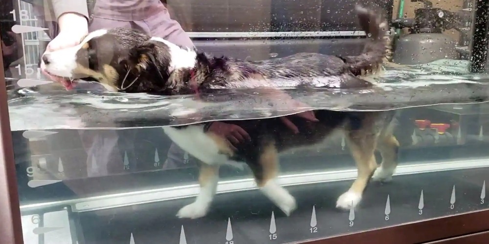 How Dog Water Treadmill Therapy Work?